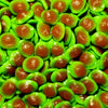 Gummy Avocado - Kingsway - UK Candy EXCLUDE - Candy Co